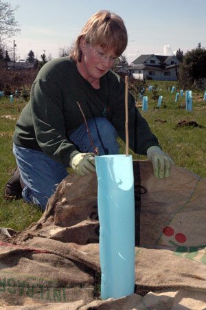 Tracy Turner lays down protective burlap bags around one of several hundred seedlings that were planted along Allen Creek on March 23.