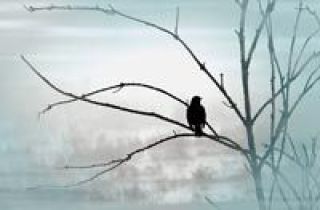 Susie Howells Morning Song