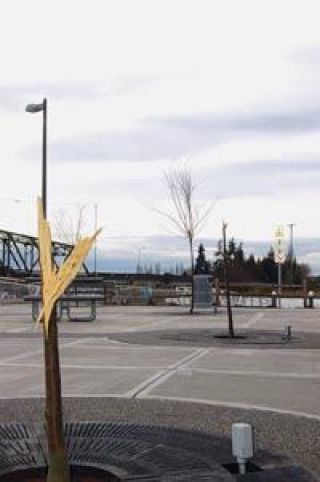 This is one of six trees damaged or destroyed at the Ebey Waterfront Park in Marysville last weekend during another spate of vandalism.