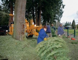 Scout Zach White drags a tree to the awaiting chipper.