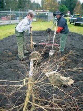 Donna Nicely and Chris Fox of the city of Arlingtons Parks Department plant two trees  a hawthorn and a Japanese snowbell tree  to honor Oliver Smith and Jake Randall