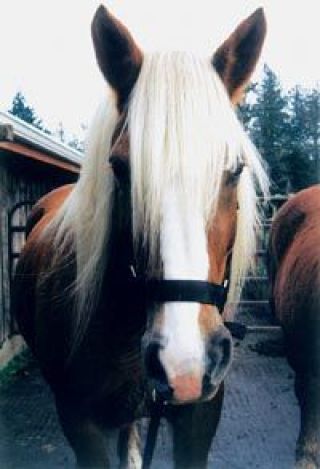 Sugar brings Santa to town with help form her owner Mark Winterhalter and partner Spice. They will offer rides around downtown Arlington in a classic conastoga wagon after the Santa Parade Saturday