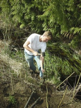 Walter Rung of Adopt-A-Stream plants live willow stakes along the west fork of Quilceda Creek April 12. Adopt-A-Stream and volunteers from a local homeowners association joined together for the plantings which are designed to help restore the waterway.