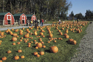 The Marysville Rotary’s annul Pumpkins for Literacy Patch raises funds for literacy programs in local schools.