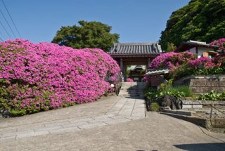 Rhododendrons (azaleas) blossoming at An'yō-in in Kamakura