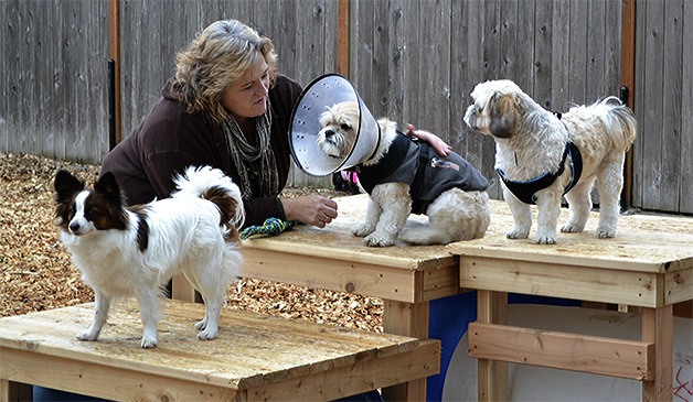 Kathy Eaton plays outside with some of the dogs at the new boarding and daycare center in north Marysville.