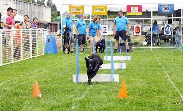 Contests of agility were among the competitions at the 2015 Poochapalooza at Asbery Field July 11.