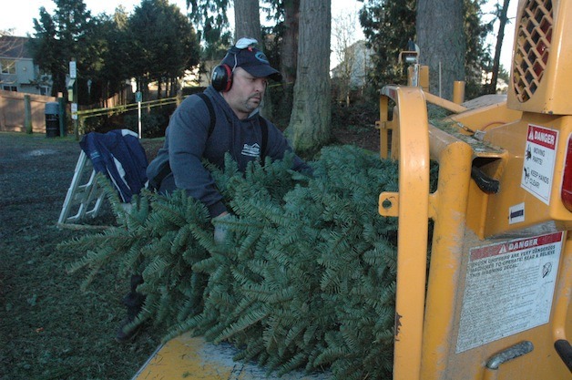City of Marysville Parks Department maintenance worker Eddie Phelps feeds Christmas trees into a wood-chipper at Jennings Park on Jan. 4.
