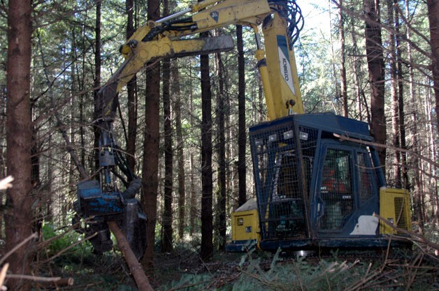 Precision Thinning co-owner Roger Melton cuts the trees near the Tulalip Tribes reservation’s Fire Trail Road down to logs and moves them out of the stand without damaging the forest floor.