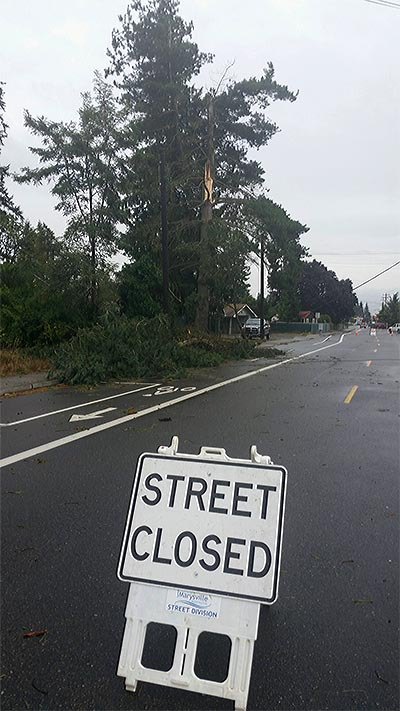 A tree snapped in half