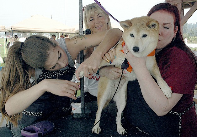 Some of the dogs at the Scrub-A-Mutt event at Strawberry Fields in north Marysville also had their nails clipped.
