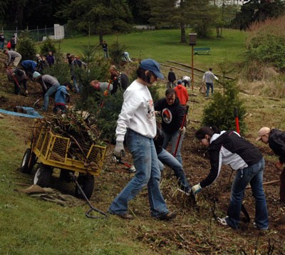 An estimated 130 volunteers plant a dozen Douglas firs and an equal number of cedar trees