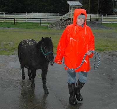 All Breed Equine Rez-Q volunteer Suzette Acey leads pony 'Blacky' out of the rain.