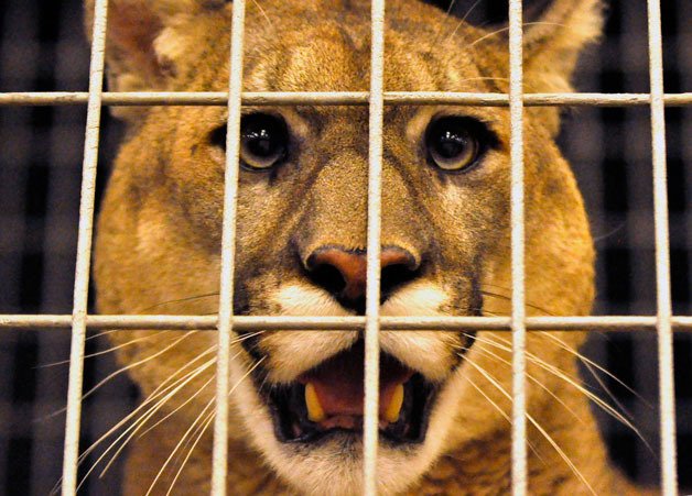 A mountain lion peers through the bars of his enclosure on the stage of the Grace Academy auditorium during the Predators of the Heart wildlife exhibit on Friday