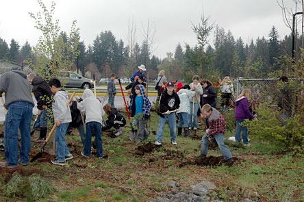 More than 200 students from the Cooperative Education Program at Quil Ceda Elementary planted an estimated 2