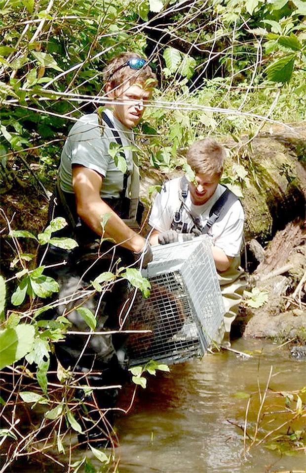 Jason Schilling and David Bailey about to release Beatrix into the Skyhomish River.