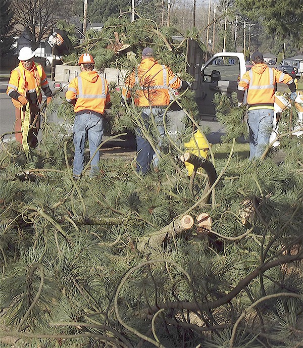 City workers clean up branches from a huge limb that broke off a tree on Cedar Street in Marysville. The cleanup will continue through Thursday