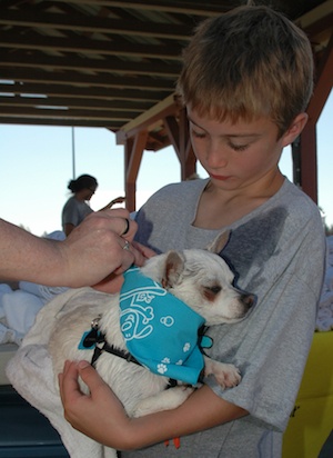 Volunteer Gabriel Brearty holds 'Lil' Man' as the freshly washed dog receives a new scarf at last year's 'Scrub-a-Mutt' at the Strawberry Fields Athletic Park.