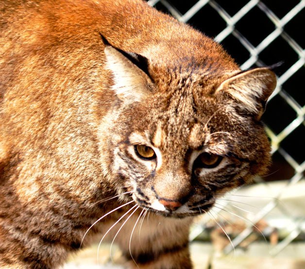 Baxter the bobcat