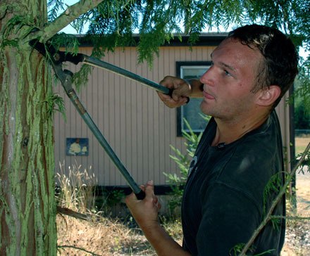 Chris Morton trims back branches of overgrown trees at Kellogg Marsh Elementary on Aug. 26.