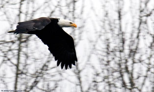 An eagle flies over the Stillaguamish Valley where they gather each year. The Stillaguamish eagles will be celebrated Feb. 7 at Arlington's Second Annual Eagle Festival.