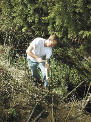 Walter Rung of Adopt-A-Stream plants live willow stakes along the west fork of Quilceda Creek April 12. Adopt-A-Stream and volunteers from a local homeowners association joined together for the plantings which are designed to help restore the waterway.