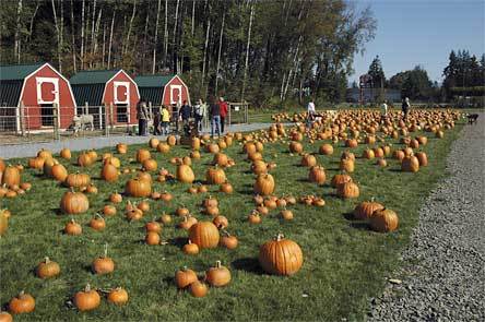 Marysville Rotary’s “Pumpkins for Literary” pumpkin patch will return to the Smokey Point Plant Farm Oct. 10-31.