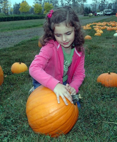 Molly Edmonds found it a challenge to heft some of the bigger pumpkins at the Rotary Club of Marysville’s “Pumpkins For Literacy” patch at the Plant Farm at Smokey Point on Sept. 29.