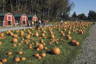 Marysville Noon Rotarian Harv Jubie estimated that the Smokey Point Plant Farm had unloaded 17