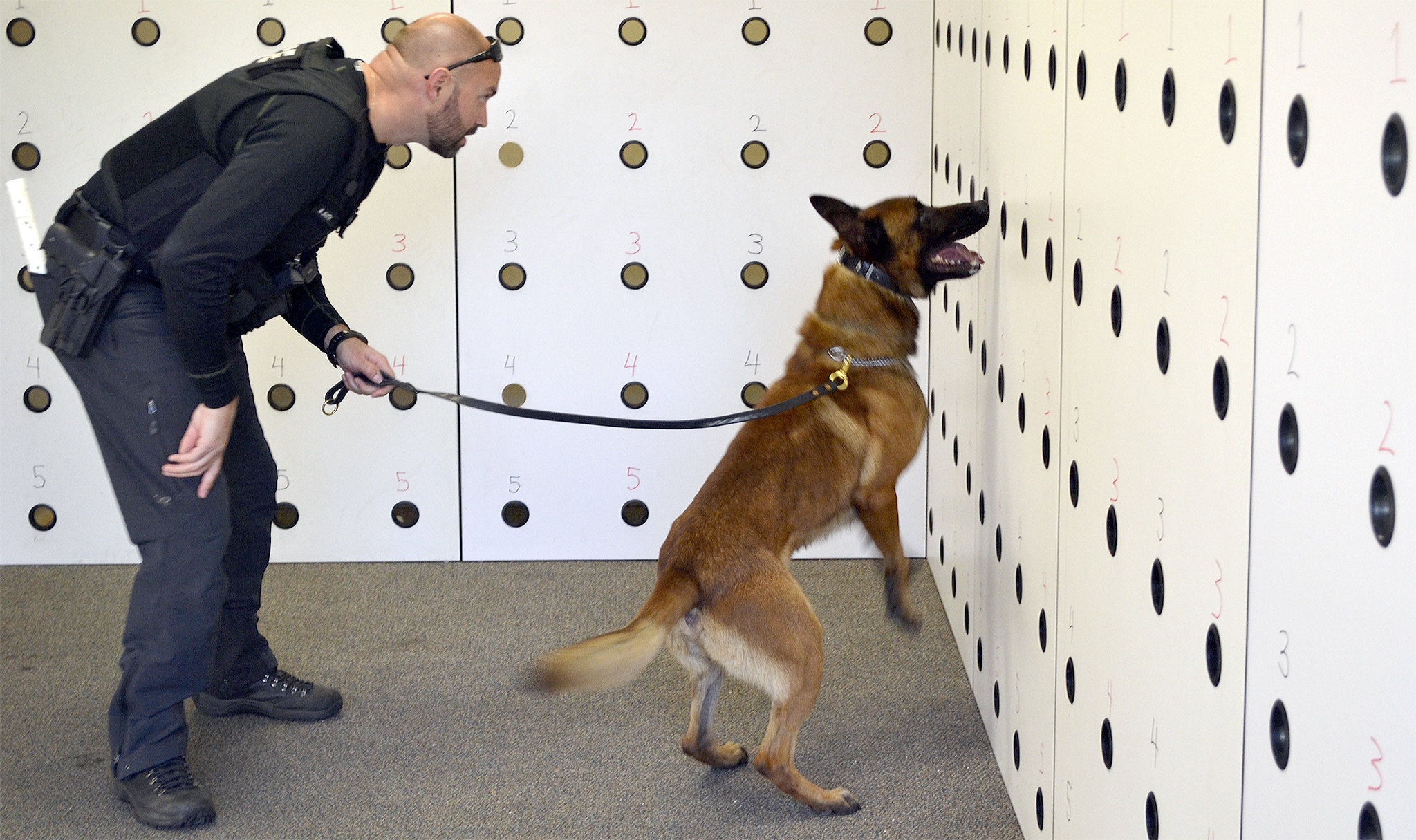 Officer Brad Smith watches as Steele sniffs out the drugs in a training exercise in Marysville this week. (Steve Powell/Staff Photo)