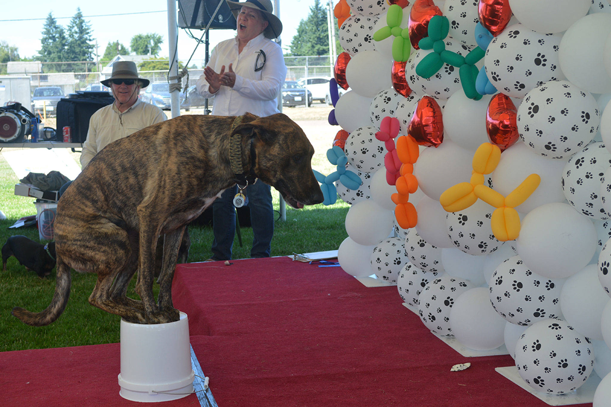 Dog gone it: Cat puts one over on Poochapalooza
