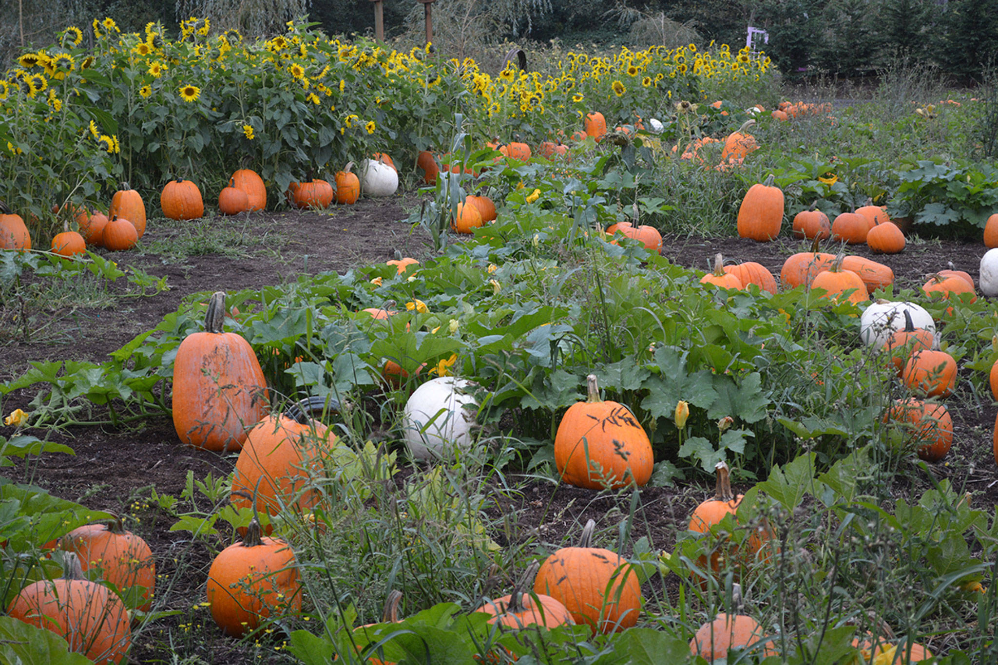 Lovin’ it: This outdoor pumpkin patch makes it so much easier (slide show)