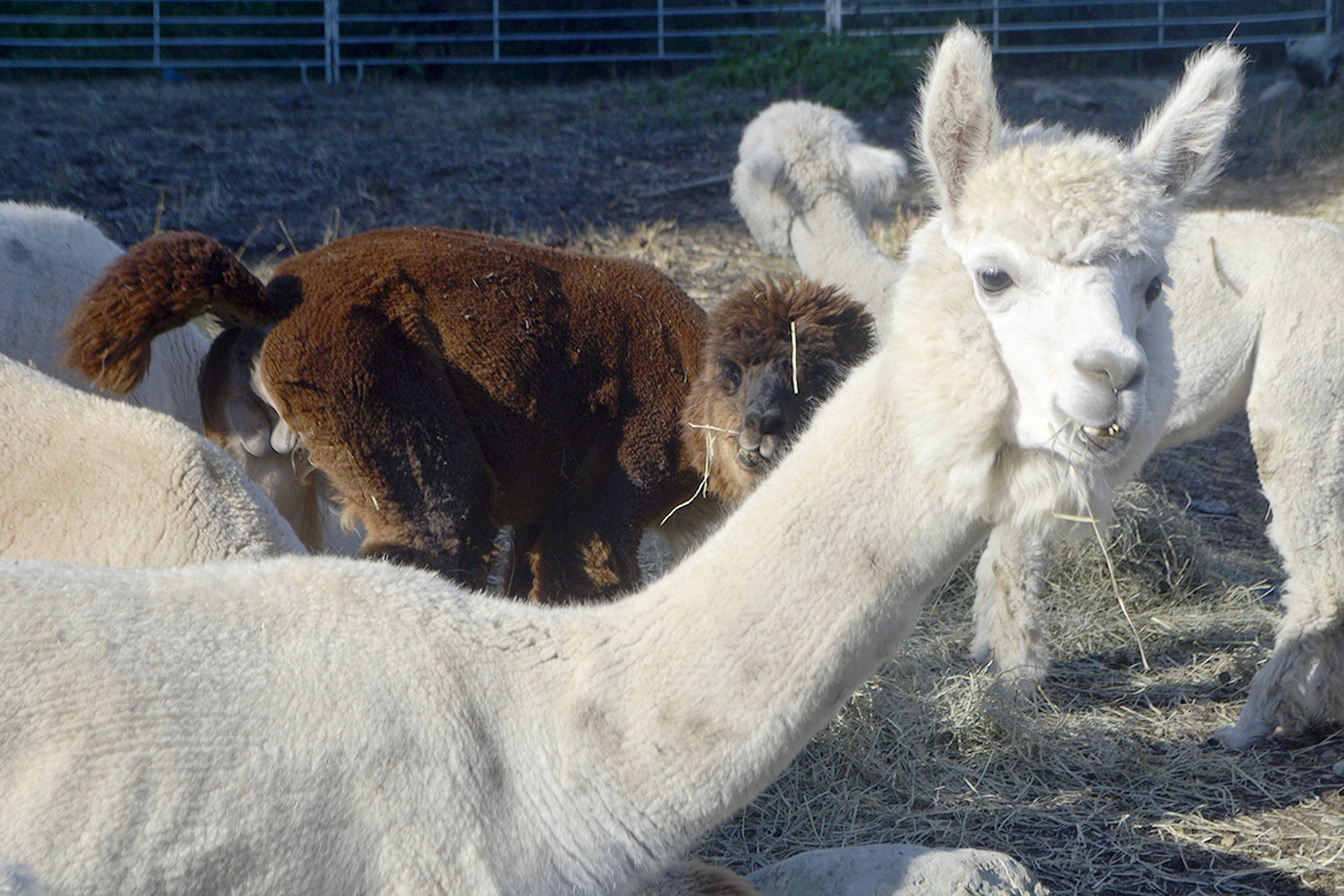 Can’t buy me love, but come close with alpaca fleece clothes (slide show)