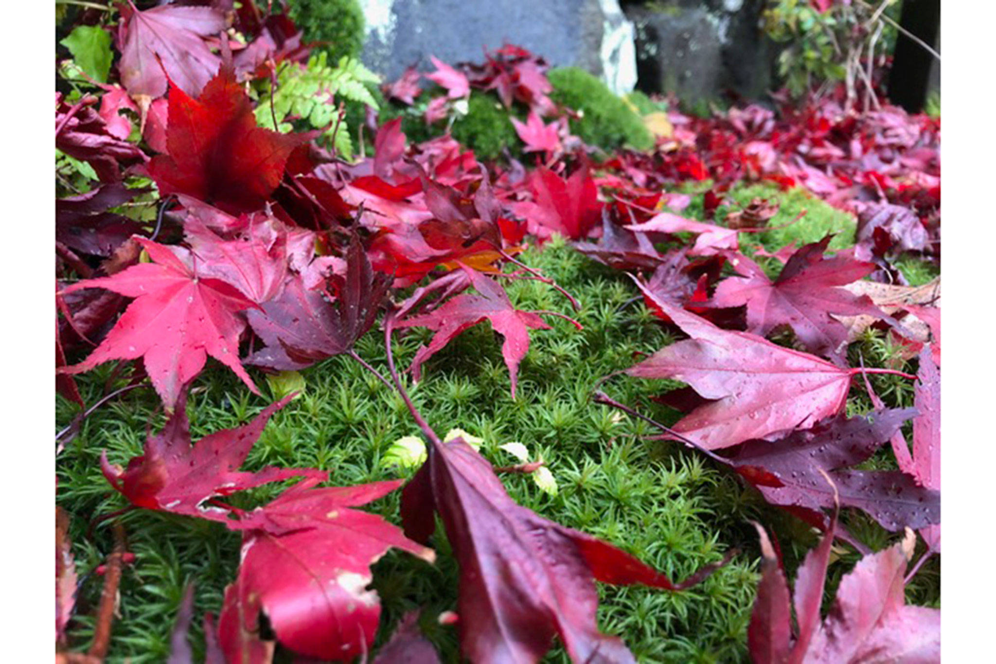 Should you rake or leaf them alone?