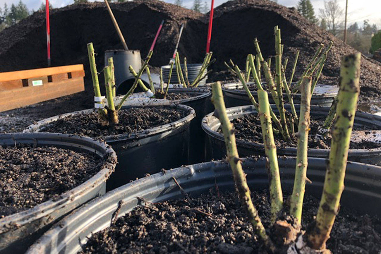 It may not look like it, but there’s lots going on in the garden in January