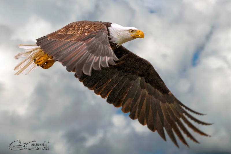 Arlington Eagle Festival lists art, haiku winners
