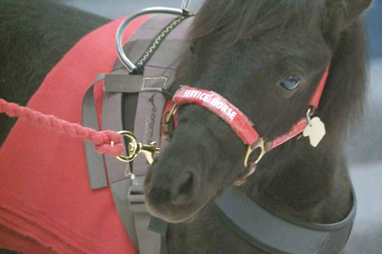 Schools: ‘Service animal’ status goes to the dogs - and miniature ponies