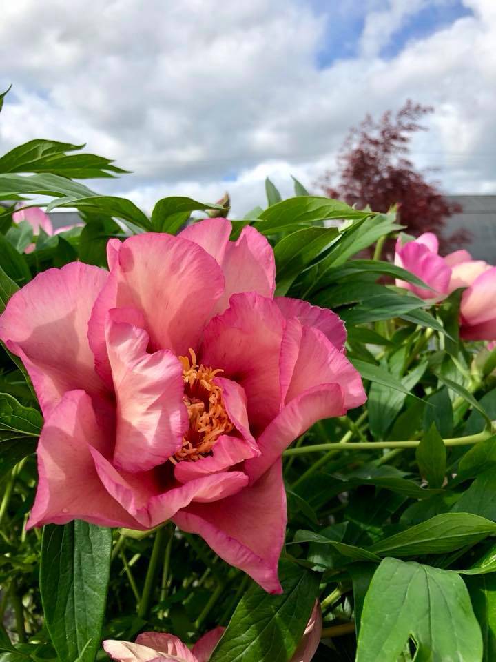 Peonies are beautiful plants that will last for years