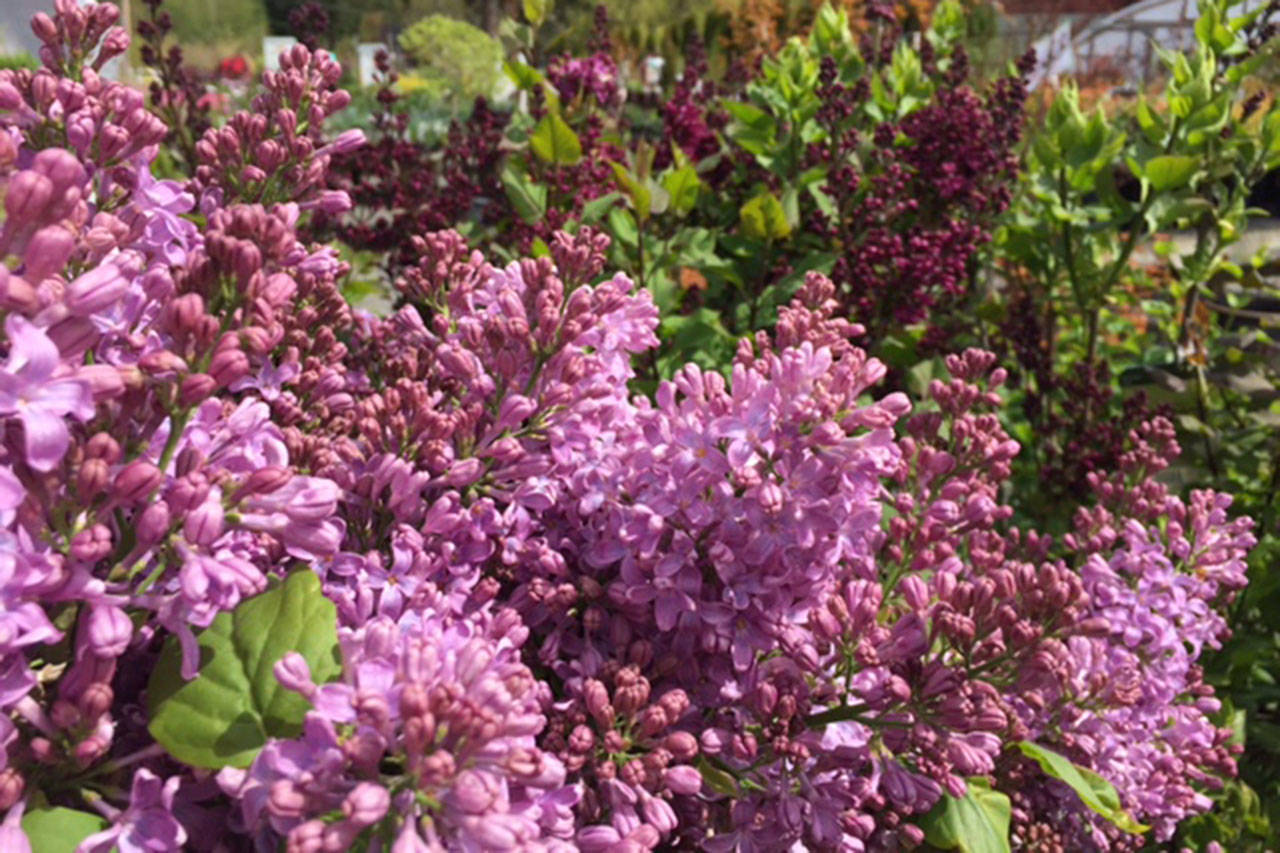 Dwarf Lilac Bush Varieties