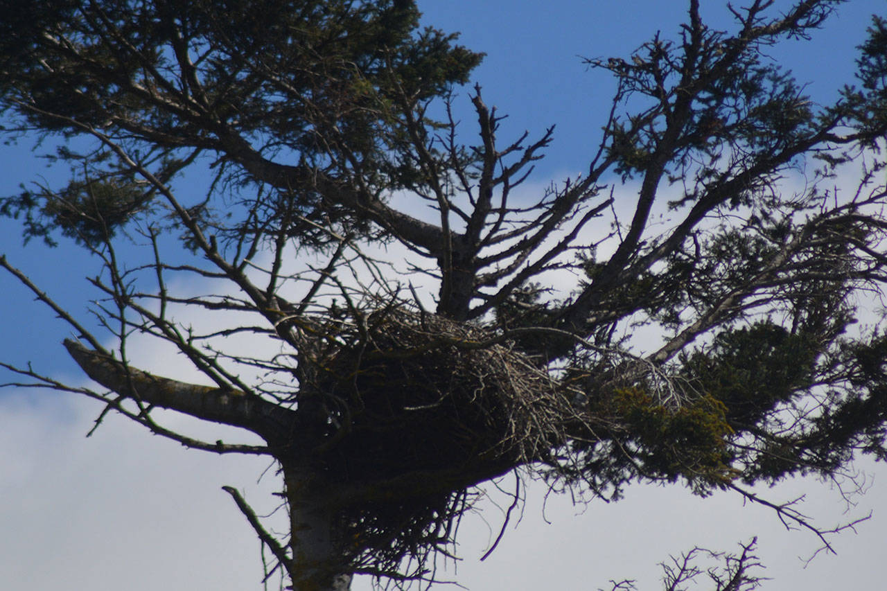 A huge eagle’s nest is next to the property.