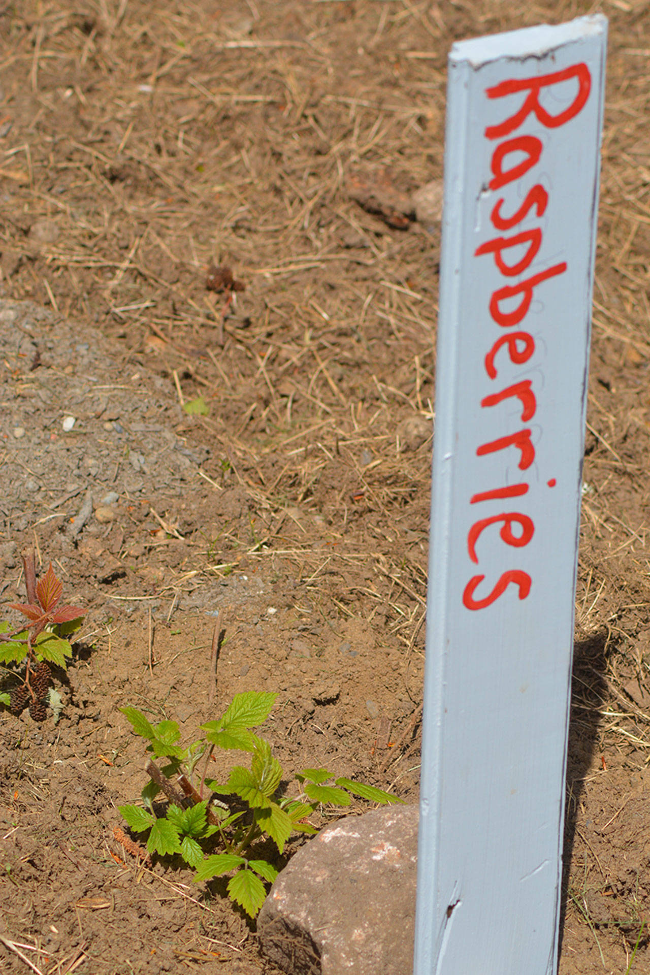 Raspberries are planted in the community garden.