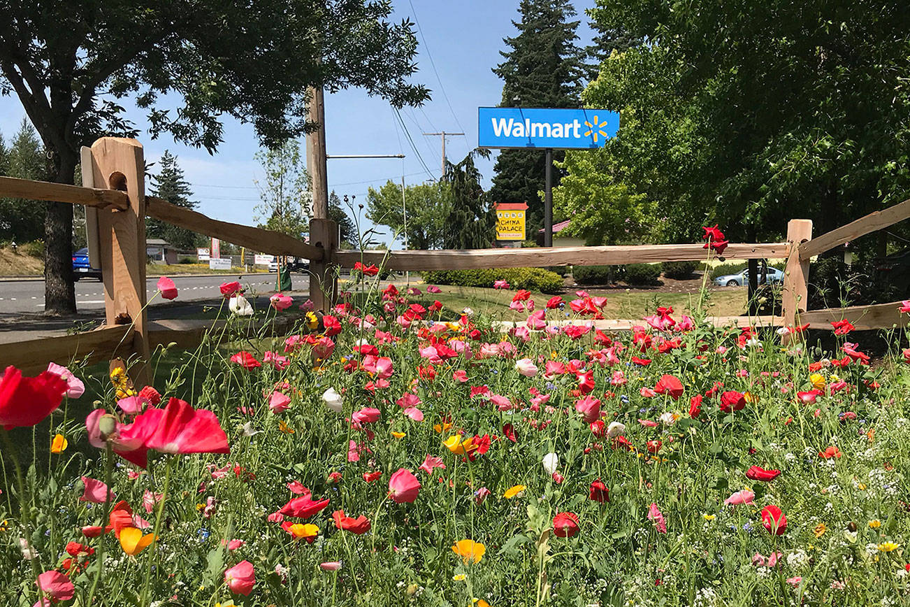 Walmart’s pollinator gardens are adding color to store grounds in the Pacific Northwest while keeping bee and butterfly populations healthy.