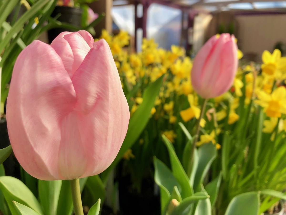 Planting bulbs now can bring you beautiful flowers like tulips and daffodils later on. (Courtesy Photo)