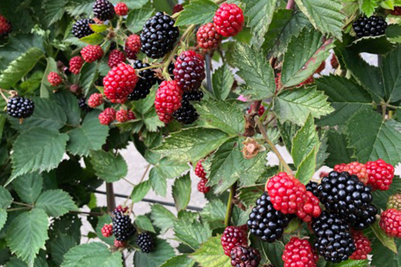 Gardeners can have a berry good time growing them in the NW