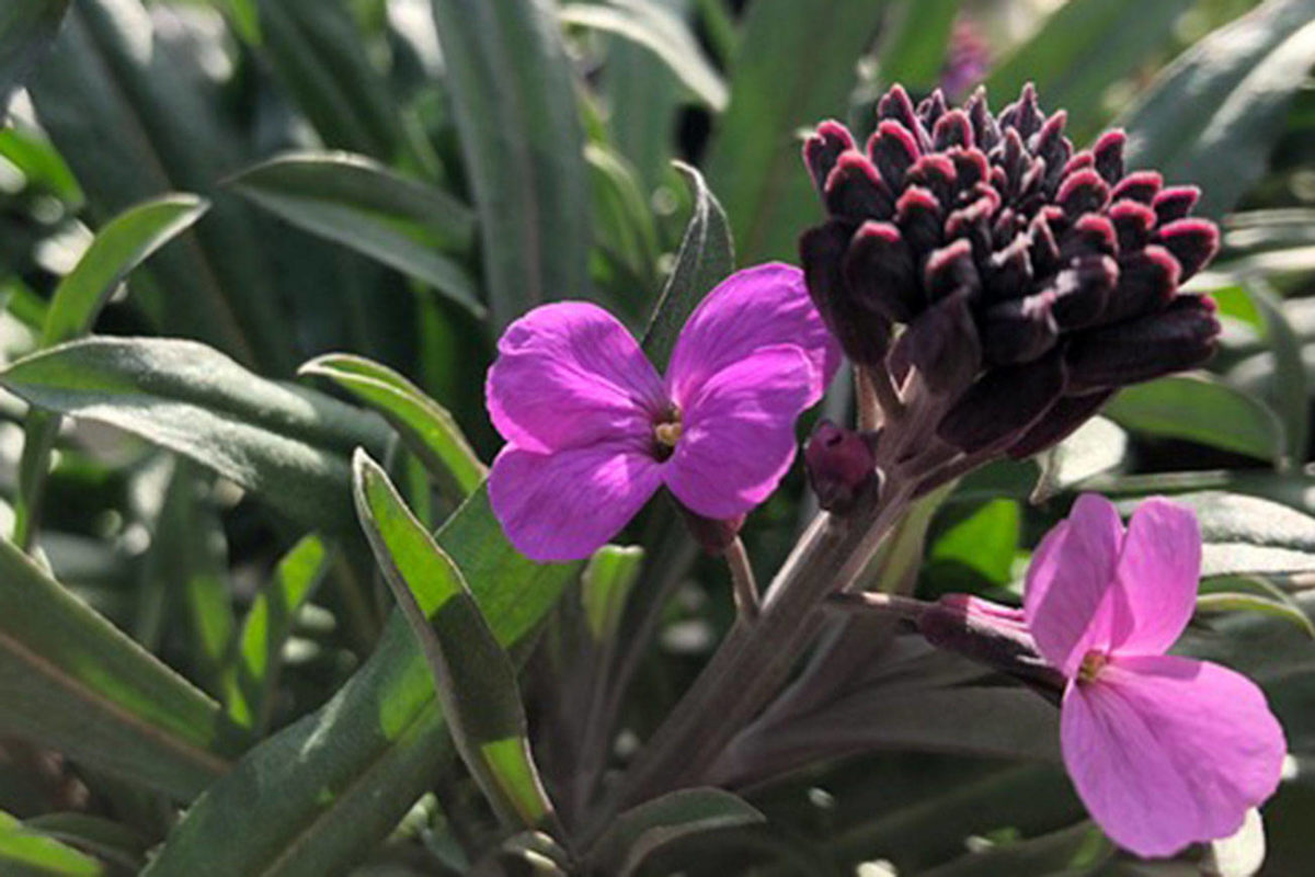 Take a wallflower for a dance in your garden Marysville Globe